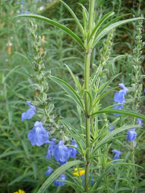 Salvia azurea